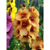 Dziewanna 'Honey Dijon' | Verbascum
