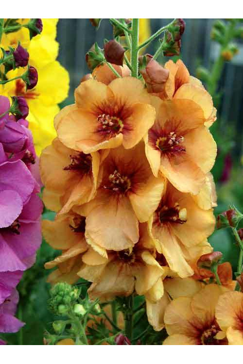 Dziewanna 'Honey Dijon' | Verbascum