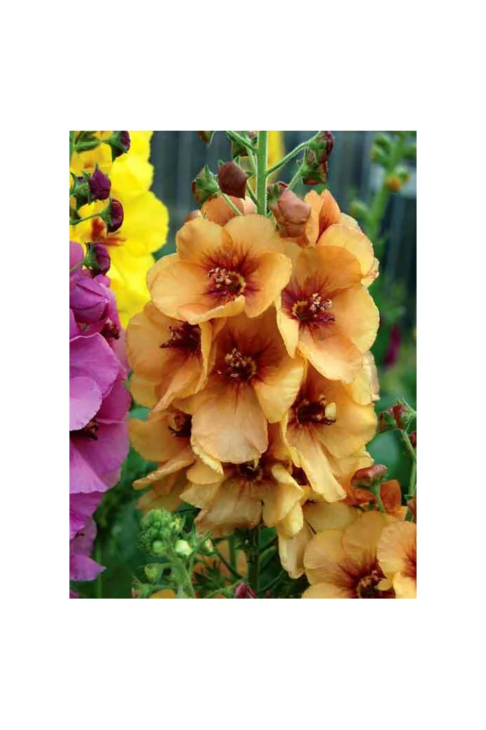 Dziewanna 'Honey Dijon' | Verbascum