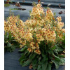 Dziewanna 'Honey Dijon' | Verbascum
