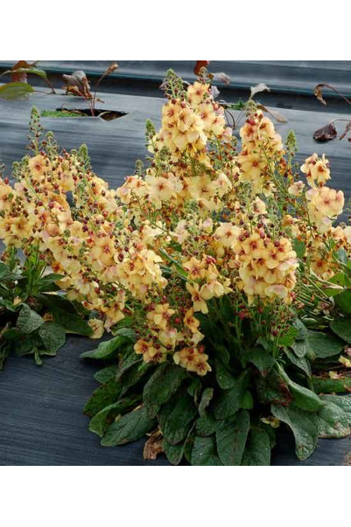 Dziewanna 'Honey Dijon' | Verbascum