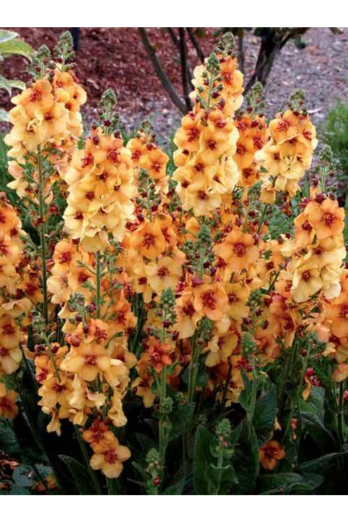 Dziewanna 'Honey Dijon' | Verbascum