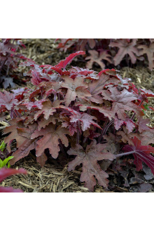 Żuraweczka 'Red Rover | Heucherella