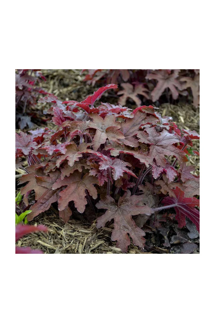 Żuraweczka 'Red Rover | Heucherella
