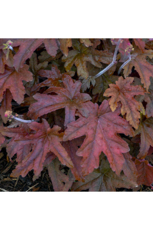 Żuraweczka 'Red Rover | Heucherella