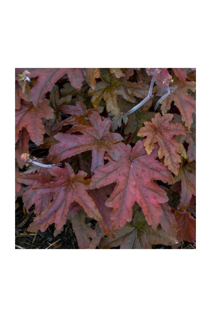 Żuraweczka 'Red Rover | Heucherella