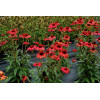 Jeżówka 'Kismet Red' Echinacea