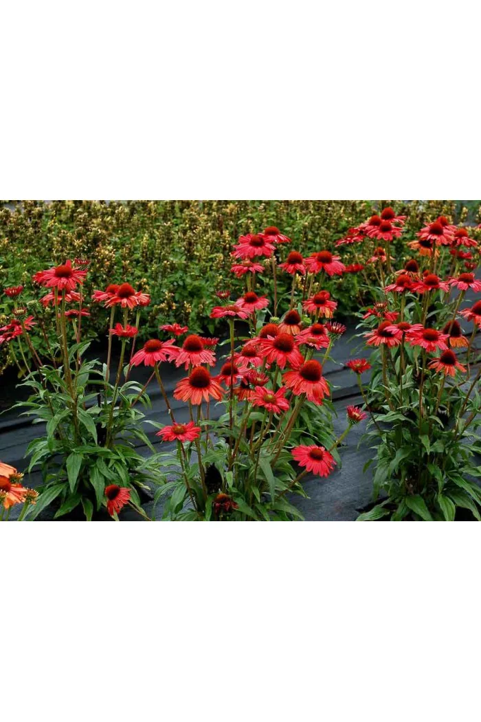 Jeżówka 'Kismet Red' Echinacea