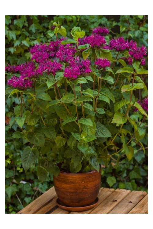 Pysznogłówka 'Bee True' | Monarda