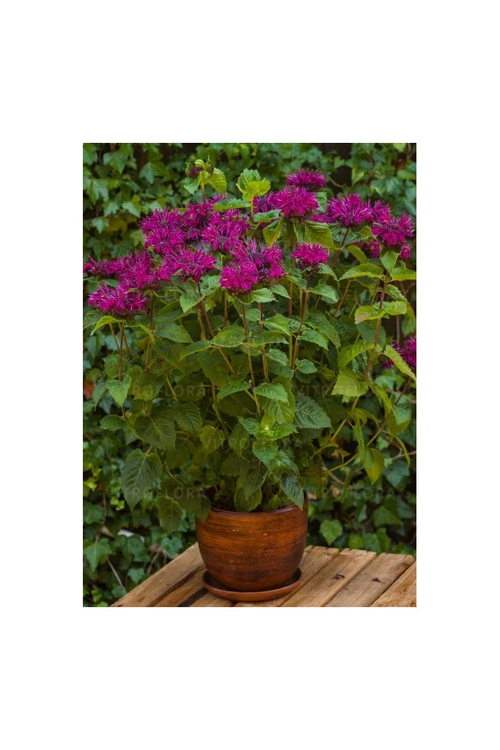 Pysznogłówka 'Bee True' | Monarda