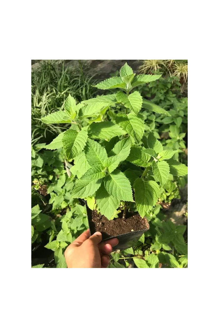 Pysznogłówka 'Bee True' | Monarda