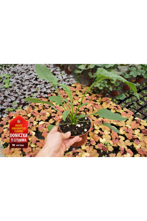 Jeżówka 'Kismet Red' Echinacea