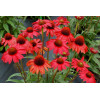 Jeżówka 'Kismet Red' Echinacea
