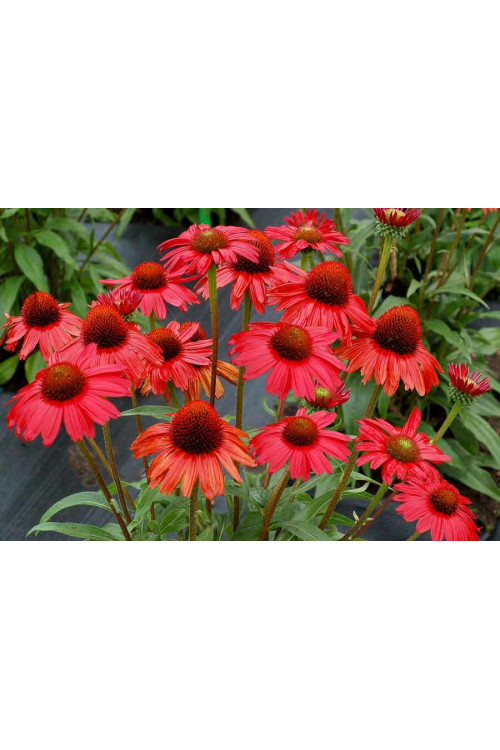 Jeżówka 'Kismet Red' Echinacea