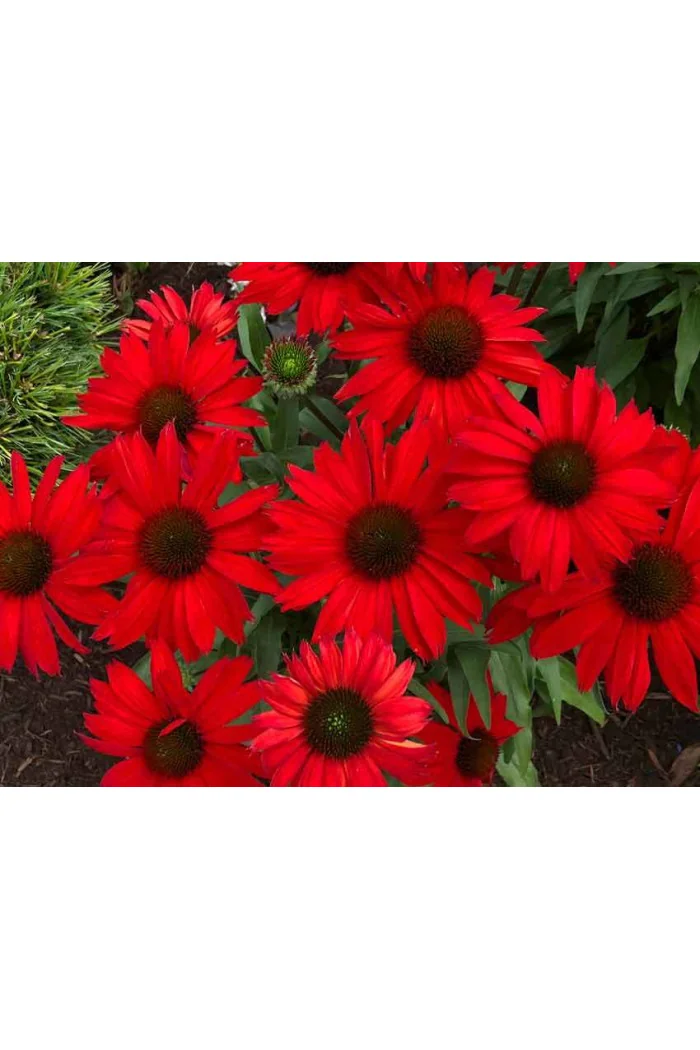 Jeżówka 'Kismet Red' Echinacea