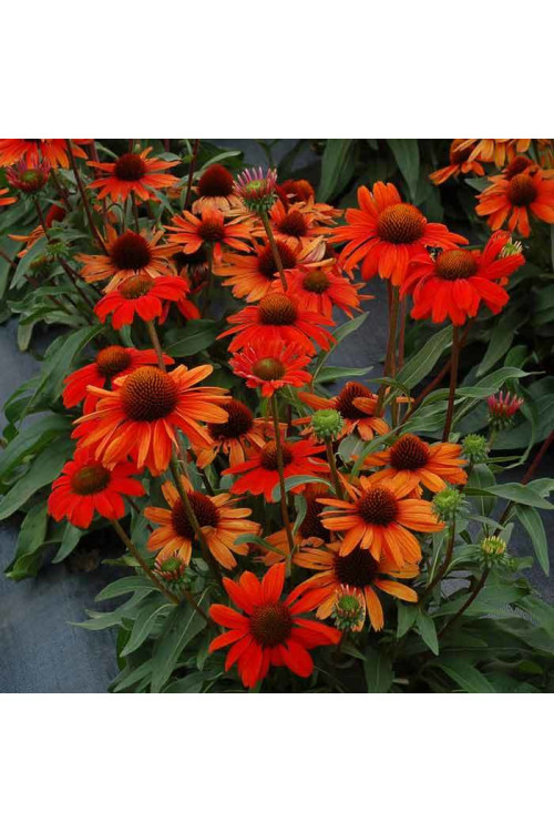 jeżówka, jeżówka Kismet Orange ,echinacea, echinacea Kismet Orange