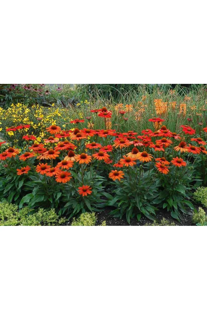 jeżówka, jeżówka Kismet Orange ,echinacea, echinacea Kismet Orange