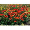 jeżówka, jeżówka Kismet Orange ,echinacea, echinacea Kismet Orange