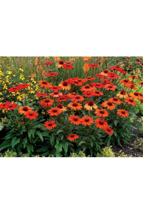 jeżówka, jeżówka Kismet Orange ,echinacea, echinacea Kismet Orange