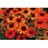 jeżówka, jeżówka Kismet Orange ,echinacea, echinacea Kismet Orange
