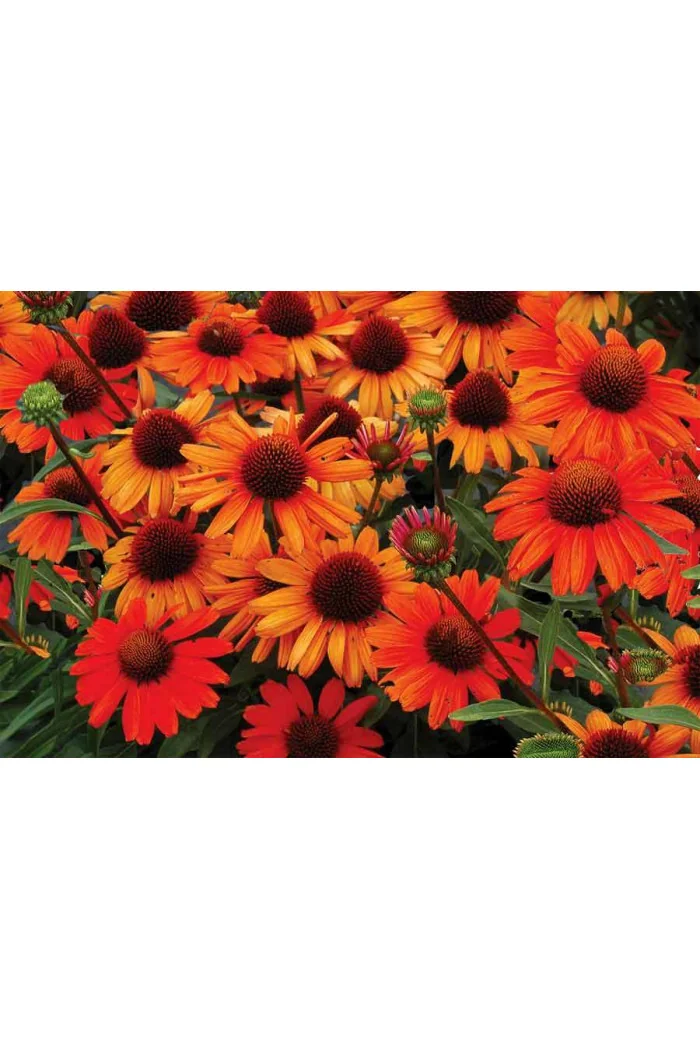 jeżówka, jeżówka Kismet Orange ,echinacea, echinacea Kismet Orange