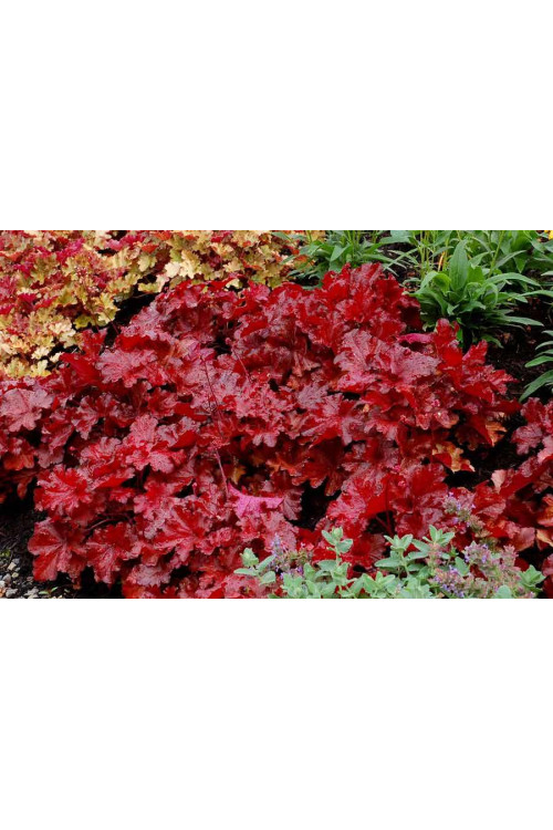 Żurawka 'Forever Red' | Heuchera