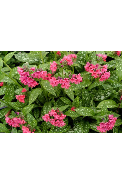 Miodunka 'Shrimps on the Barbie' | Pulmonaria