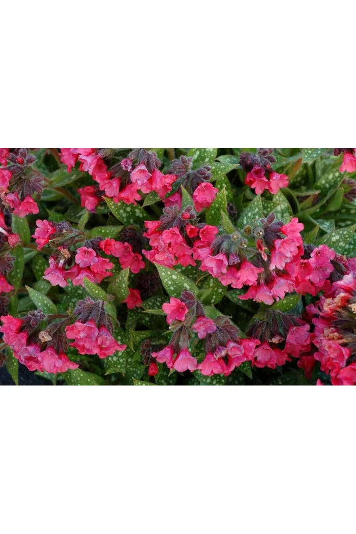 Miodunka 'Shrimps on the Barbie' | Pulmonaria