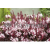 Gaura 'Passionate Blush' | Gaura
