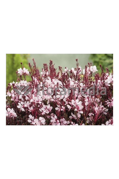 Gaura 'Passionate Blush' | Gaura