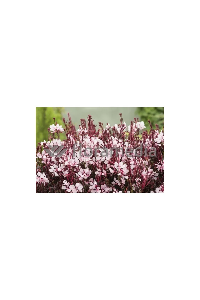 Gaura 'Passionate Blush' | Gaura