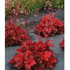Żurawka 'Forever Red' | Heuchera