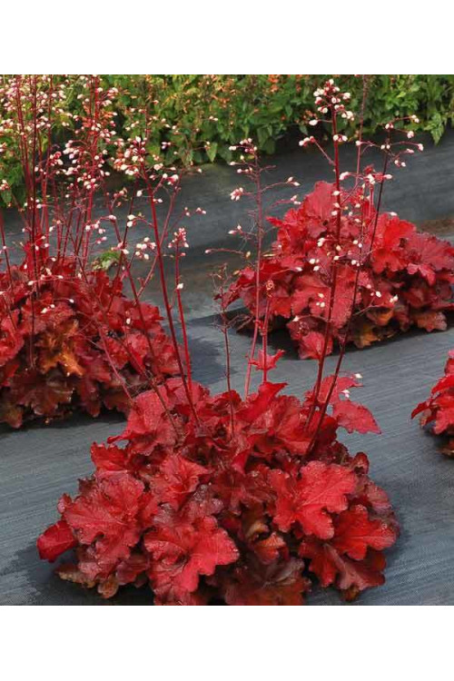 Żurawka 'Forever Red' | Heuchera