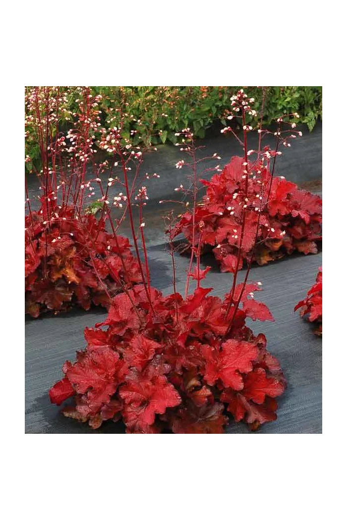 Żurawka 'Forever Red' | Heuchera
