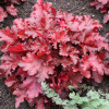 Żurawka 'Forever Red' | Heuchera