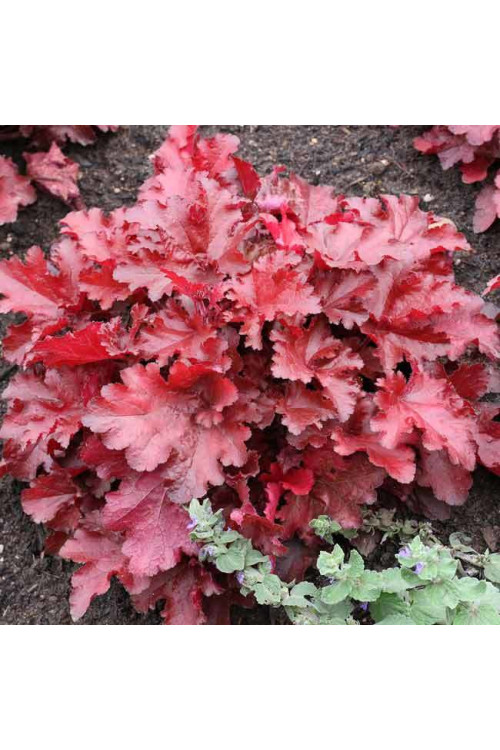 Żurawka 'Forever Red' | Heuchera