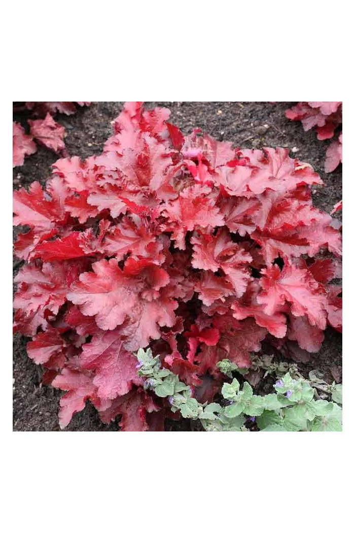 Żurawka 'Forever Red' | Heuchera