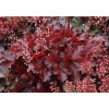 Żurawka 'Forever Red' | Heuchera