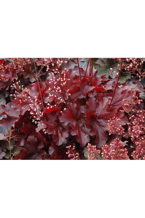 Żurawka 'Forever Red' | Heuchera