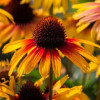 Jeżówka 'Parrot' | Echinacea