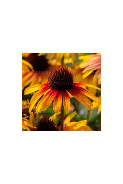 Jeżówka 'Parrot' | Echinacea