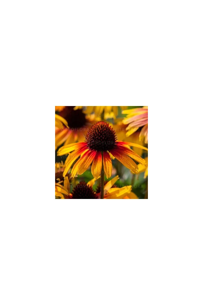 Jeżówka 'Parrot' | Echinacea