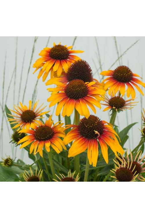 Jeżówka 'Parrot' | Echinacea