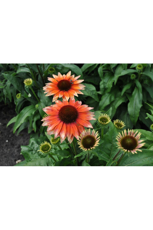 Jeżówka 'Flamingo' Echinacea
