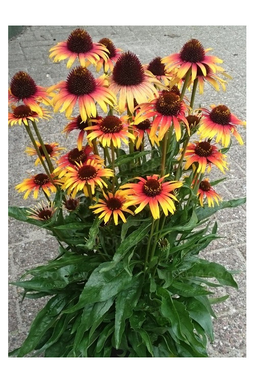 Jeżówka 'Parrot' | Echinacea