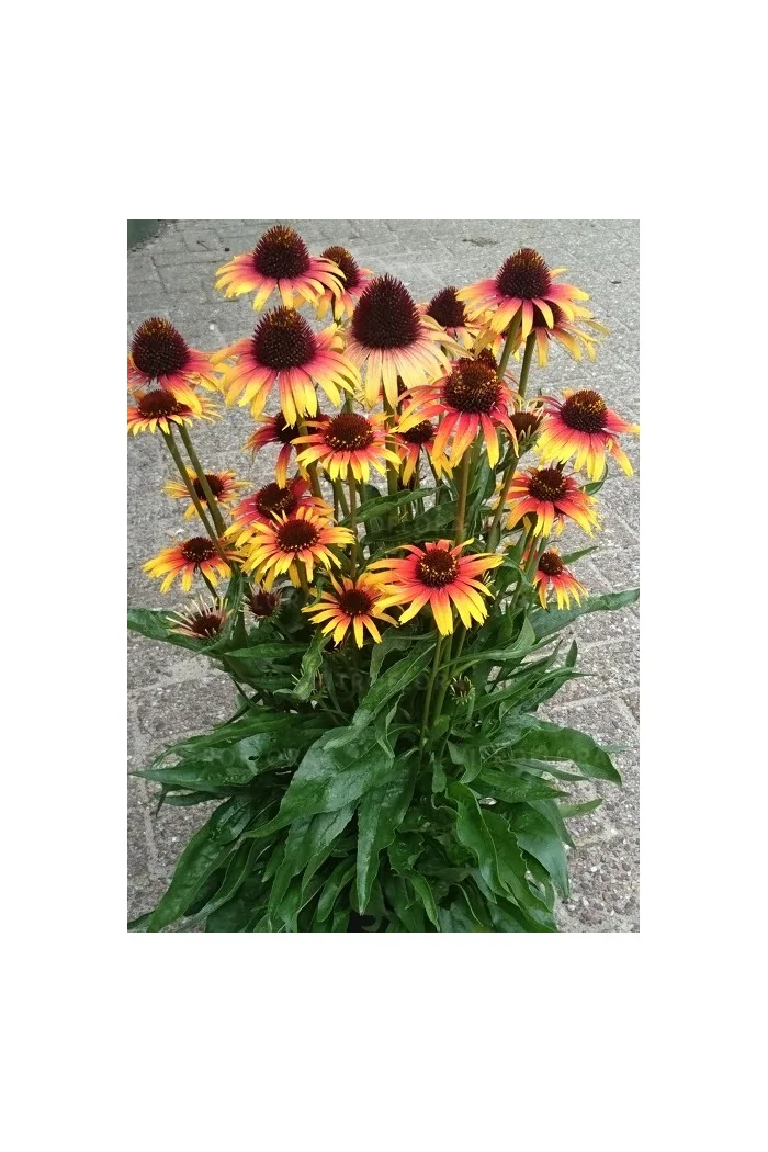 Jeżówka 'Parrot' | Echinacea