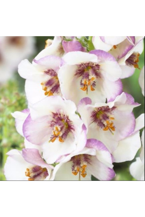 Dziewanna Jackie in Spots verbascum Jackie in Spots