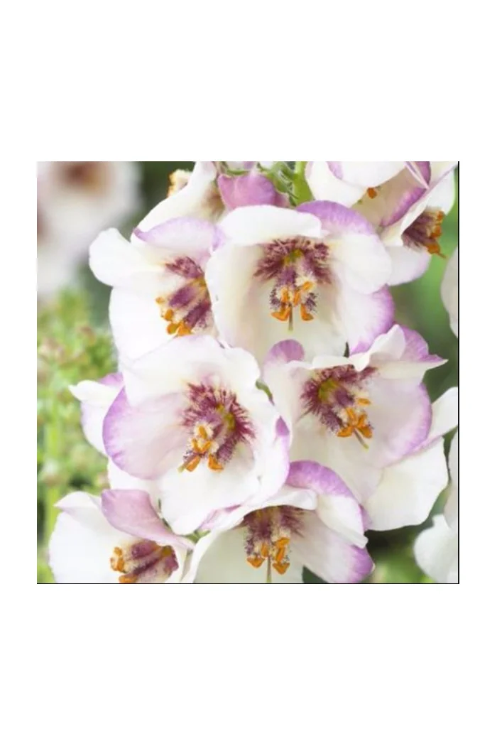 Dziewanna Jackie in Spots verbascum Jackie in Spots