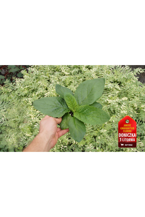 Dziewanna Jackie in Spots verbascum Jackie in Spots