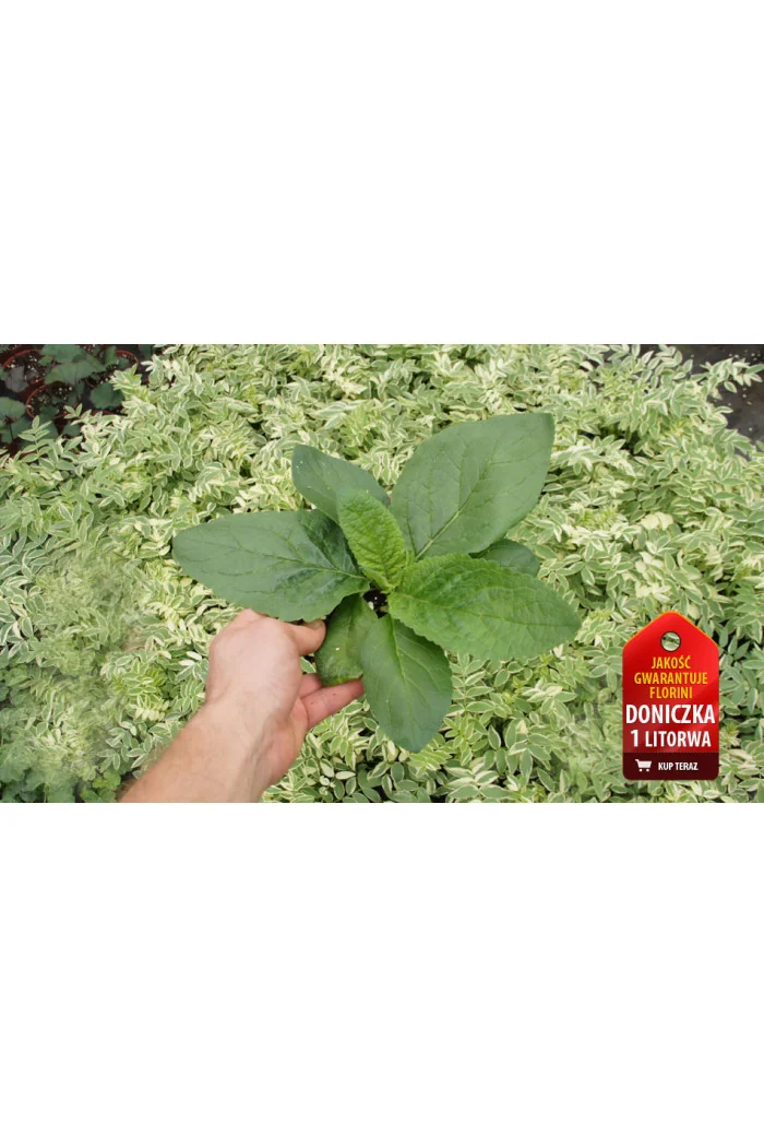 Dziewanna Jackie in Spots verbascum Jackie in Spots